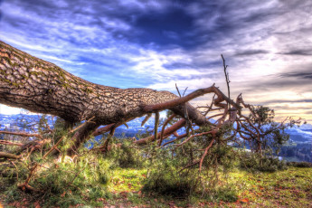 Картинка природа деревья тучи сосна