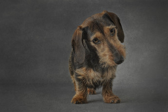 Картинка животные собаки пес