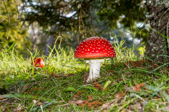 Картинка природа грибы +мухомор мухоморчик