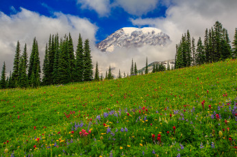 Картинка природа луга цветы трава лес горы