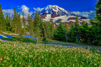 Картинка природа луга цветы трава лес горы