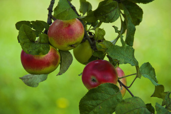 Картинка природа плоды яблоки ветка