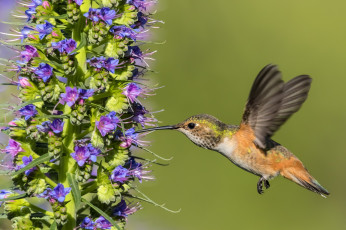 Картинка животные колибри птичка цветок дерево