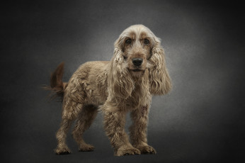 Картинка животные собаки пес