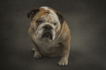 Картинка животные собаки пес