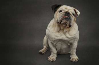 Картинка животные собаки пес