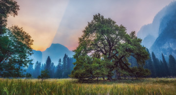 Картинка природа деревья дерево поле лес горы