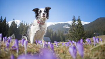 Картинка животные собаки друг взгляд
