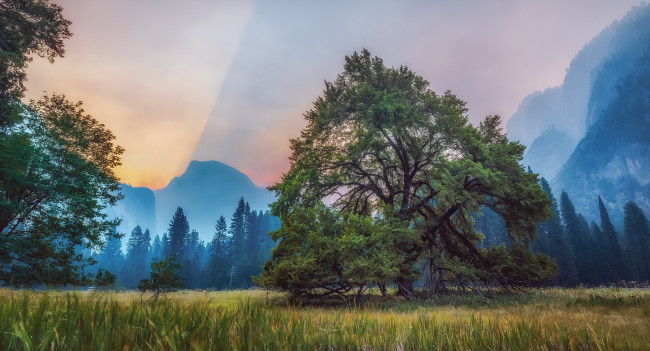 Обои картинки фото природа, деревья, дерево, поле, лес, горы