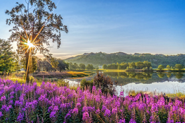 Обои картинки фото природа, восходы, закаты, крона, дерево, сияние, цветы, берег, озеро