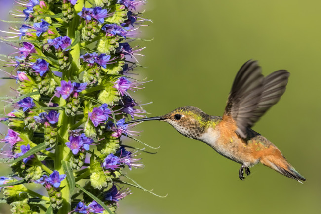 Обои картинки фото животные, колибри, птичка, цветок, дерево