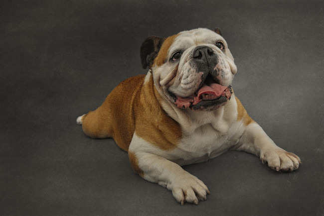 Обои картинки фото животные, собаки, пес