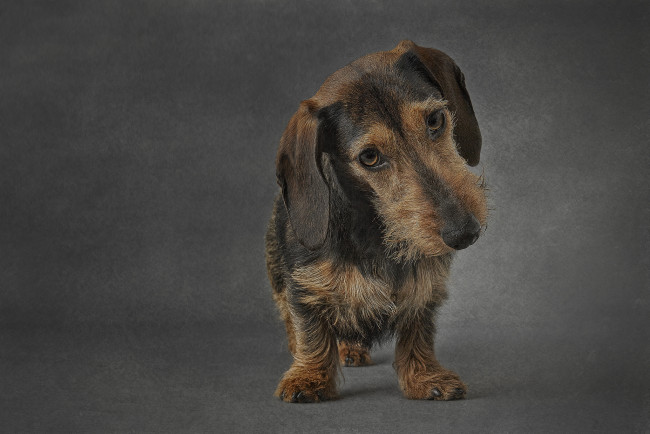 Обои картинки фото животные, собаки, пес