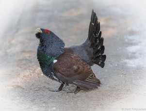 Картинка животные глухари +тетерева птичка