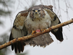 Картинка животные птицы+-+хищники птичка