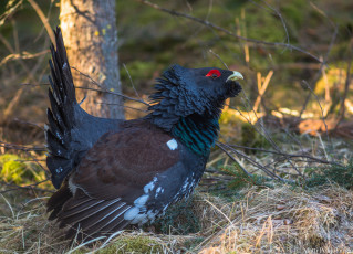 Картинка животные глухари +тетерева птичка