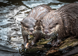 Картинка животные выдры +каланы +ондатры пара