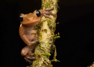 Картинка животные лягушки лягушка