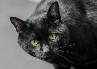 Картинка животные коты кот