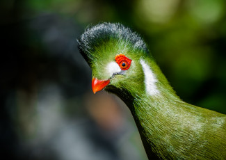 Картинка животные турако птица