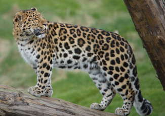 Картинка животные леопарды хищник