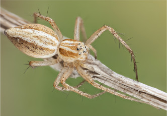 Картинка животные пауки паук