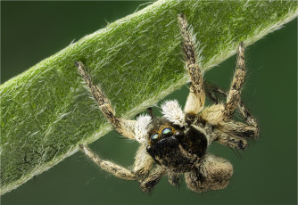 Картинка животные пауки паук