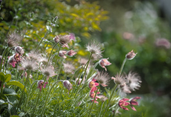 Картинка цветы анемоны +сон-трава сон-трава