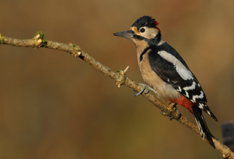 Картинка животные дятлы птичка