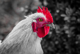 Картинка животные куры +петухи курица