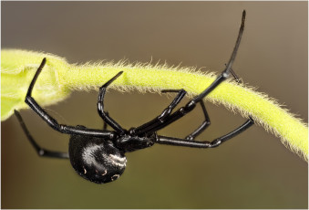 Картинка животные пауки паук