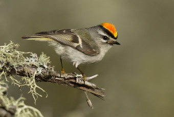 Картинка животные птицы птичка