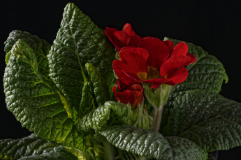 Картинка цветы примулы листья лепестки