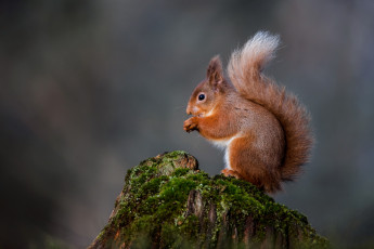 Картинка животные белки белка