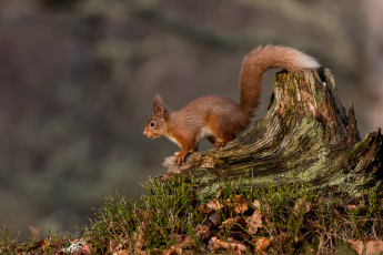Картинка животные белки белка