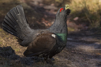 Картинка животные глухари +тетерева птичка