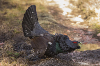Картинка животные глухари +тетерева птичка