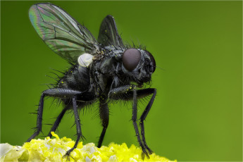 Картинка животные насекомые муха