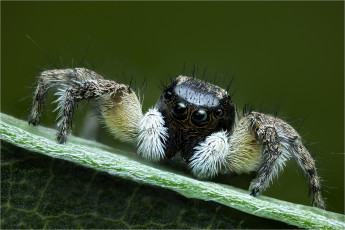 Картинка животные пауки паук