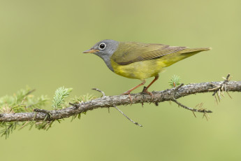 Картинка животные птицы птичка