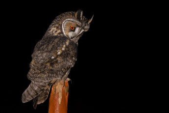 Картинка животные совы птичка