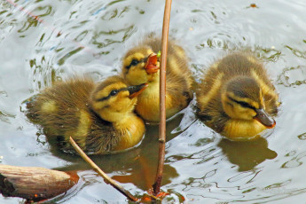 Картинка животные утки утята