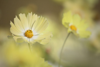 Картинка цветы космея макро