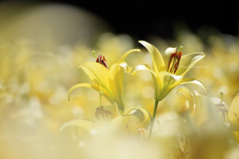 Картинка цветы лилии +лилейники лилия