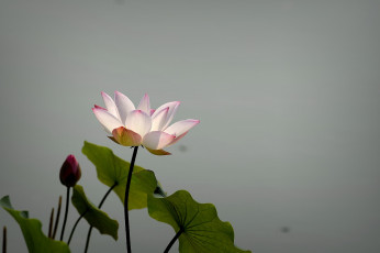 Картинка цветы лотосы фон лепестки бутон