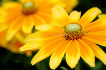 Картинка цветы подсолнухи подсолнух