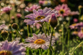 Картинка цветы ромашки бутоны макро роса