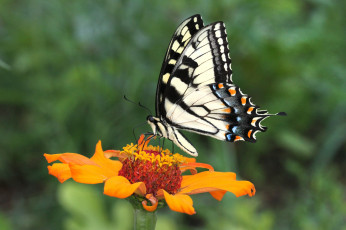 Картинка животные бабочки +мотыльки +моли бабочка