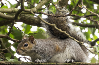 Картинка животные белки белка