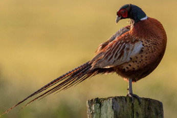 Картинка животные фазаны птичка